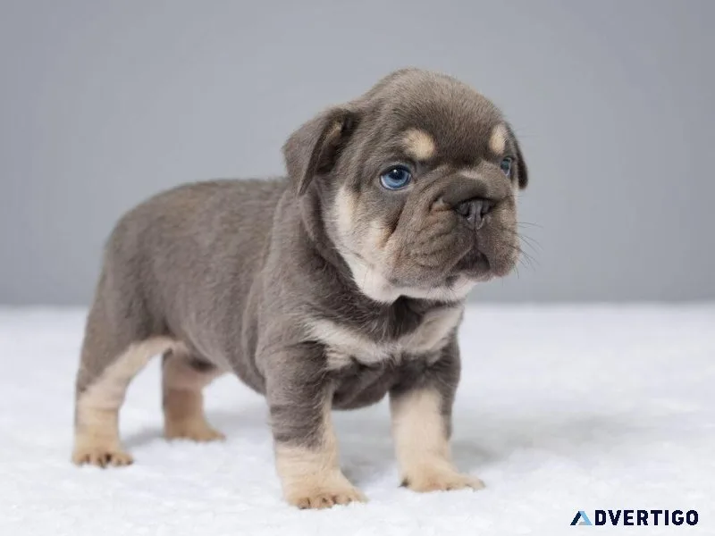Adorable French Bulldog Puppies. Your Perfect Present&quot