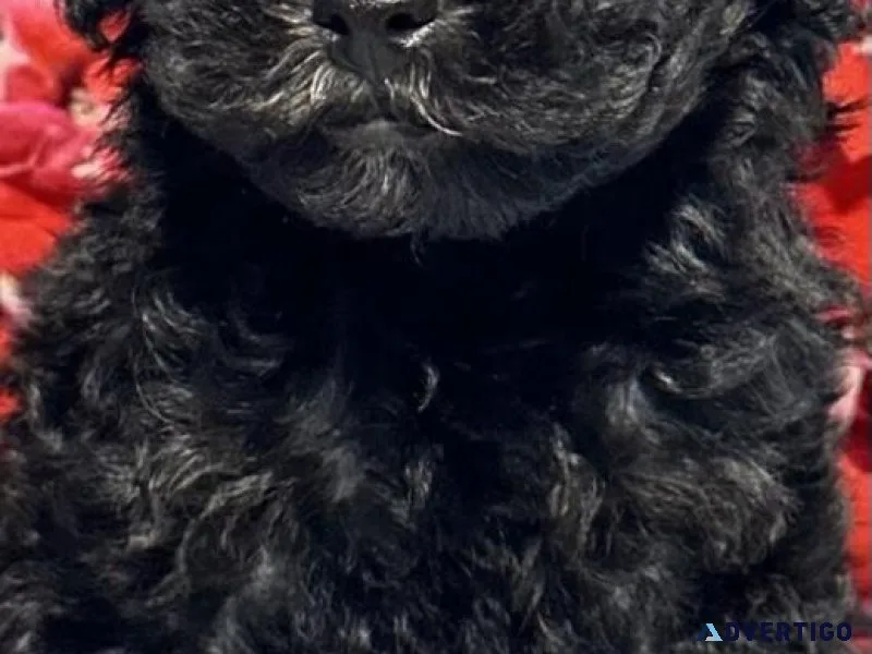 Poodles