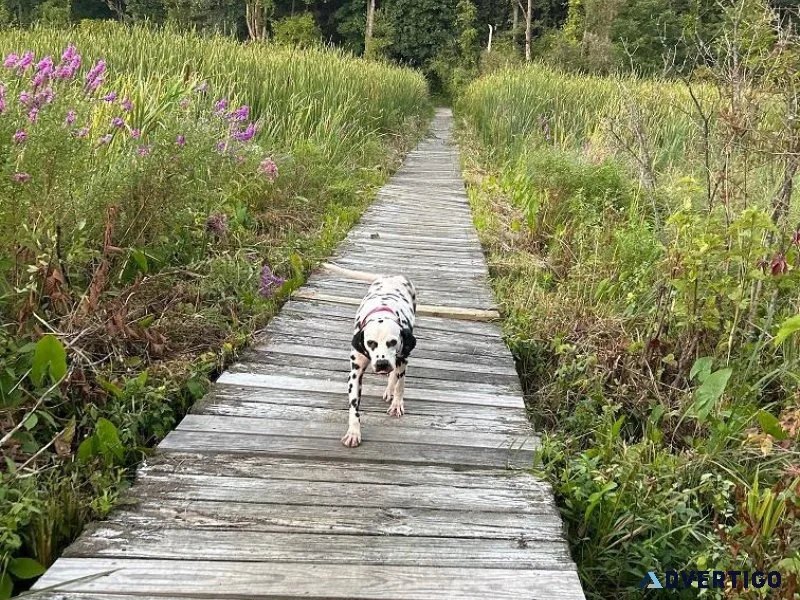 Dalmatian Free to good home