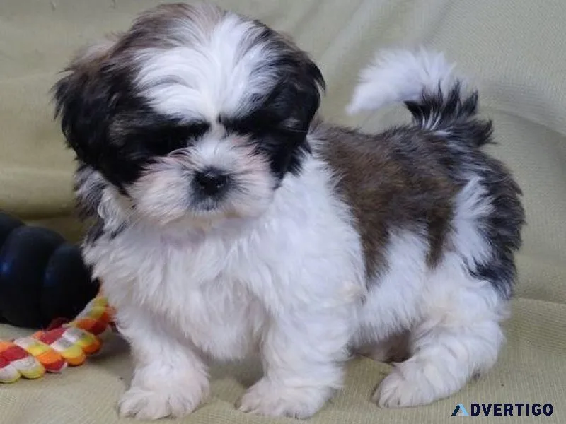 Shih Tzu Puppies