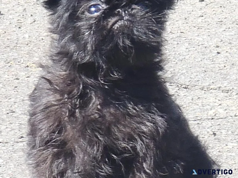 Brussells Griffons puppies CKC registed