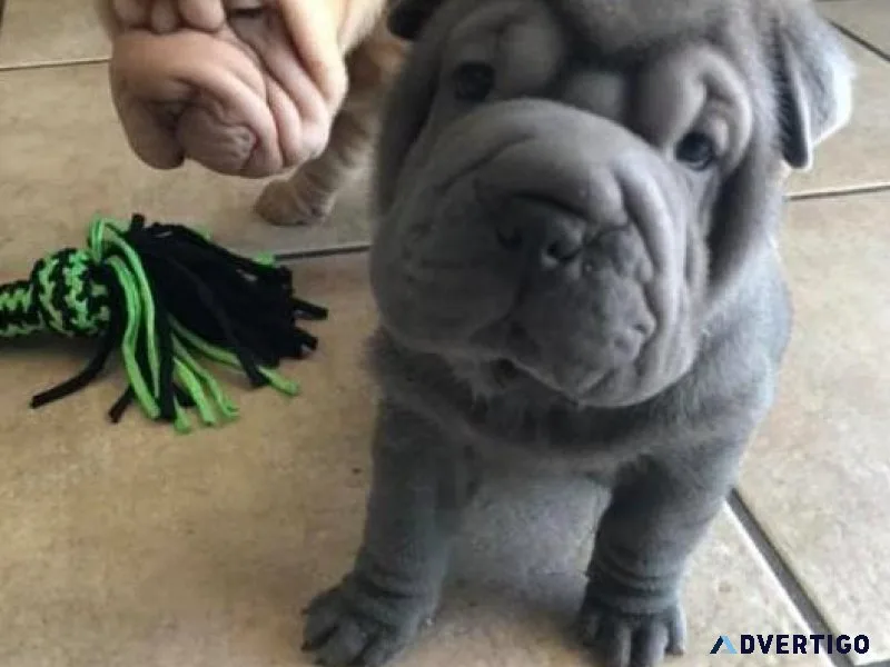 Lovely Chinese Shar-Pei Puppies
