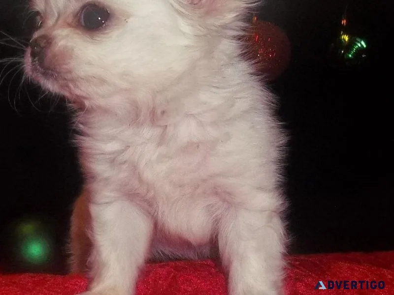 Angel Teacup Apple Head Male Chihuahua