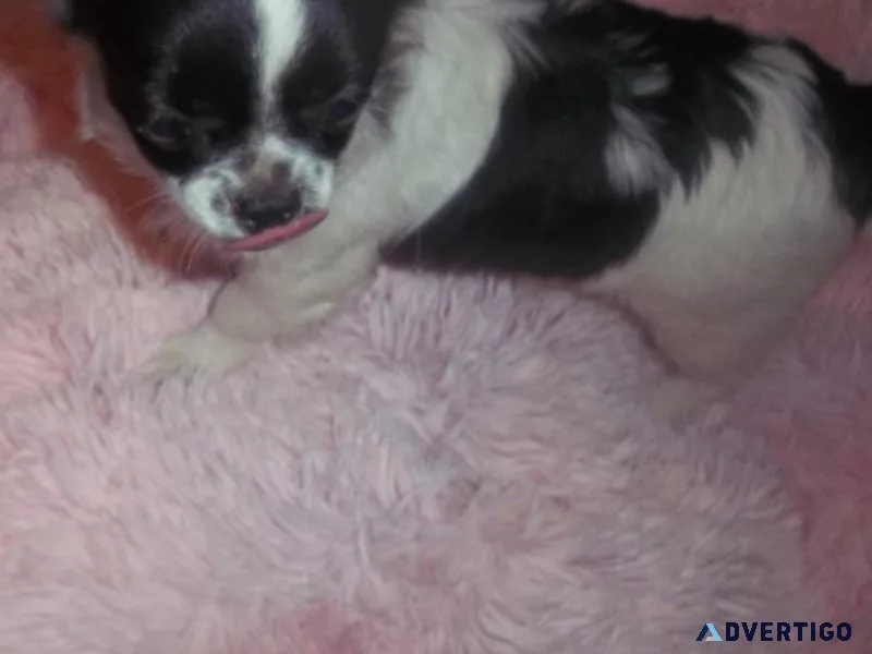 AKC Long Coat Chihuahua Females