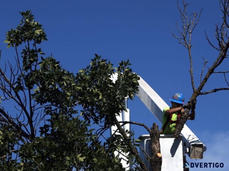DANGEROUS TREE REMOVAL