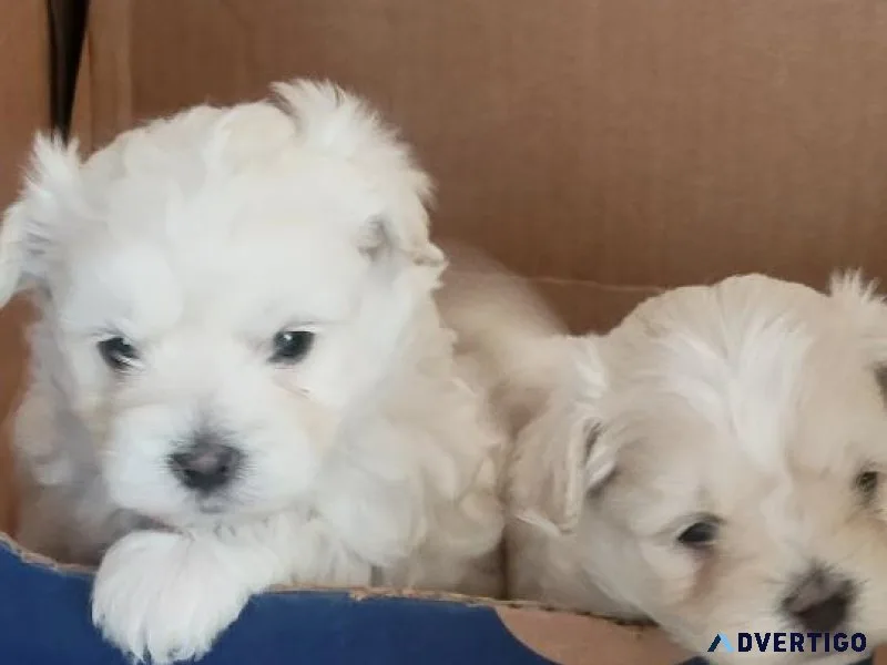 Snow white toy maltepoo puppies