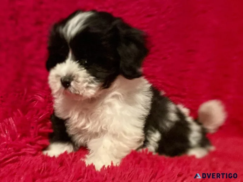 Shih-Poo Puppies