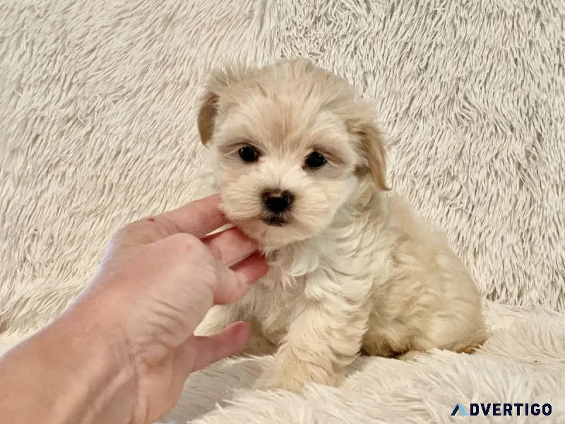 Maltipoo Puppies