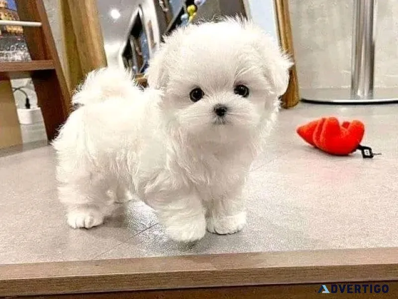 Maltese puppies yo