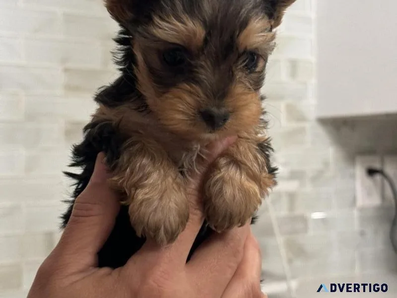 Yorkie puppy