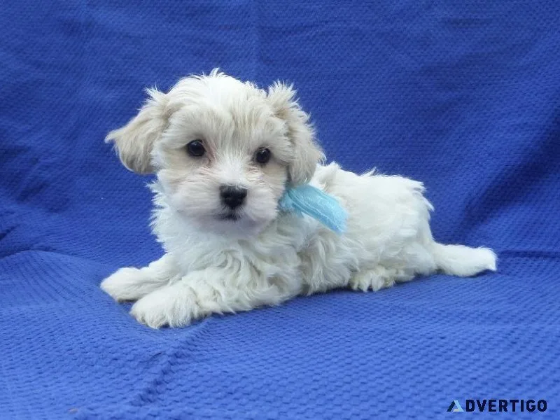 Malshi Puppies