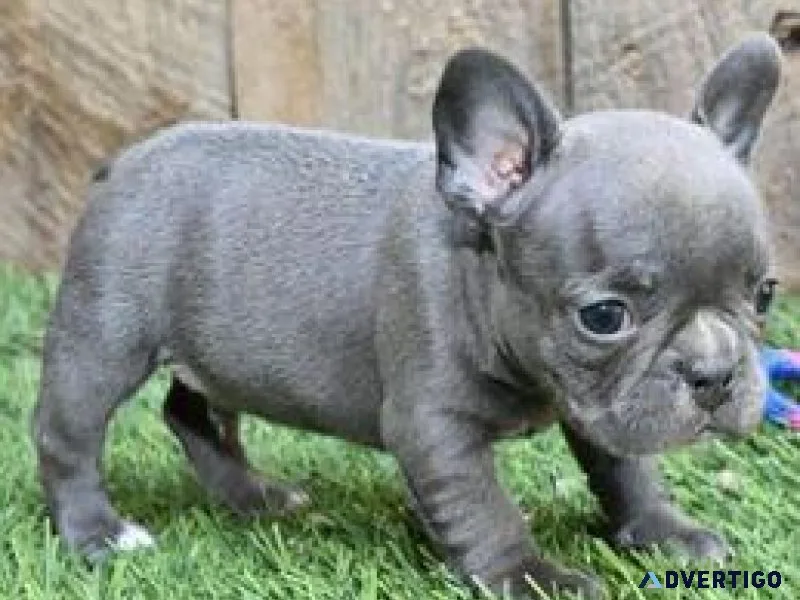 YTTR  French bulldog puppies