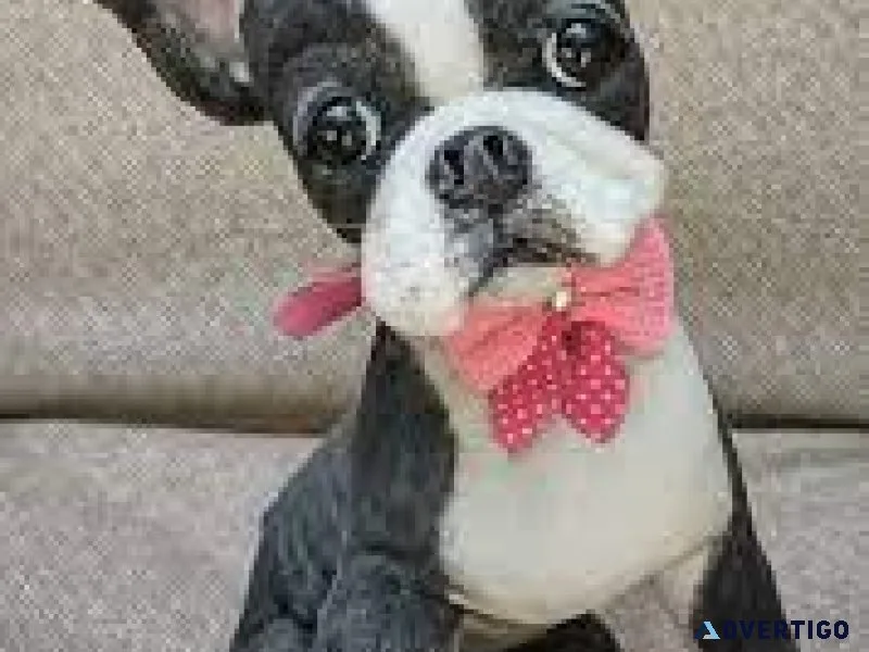 BEAUTIFUL BOSTON TERRIER PUPS