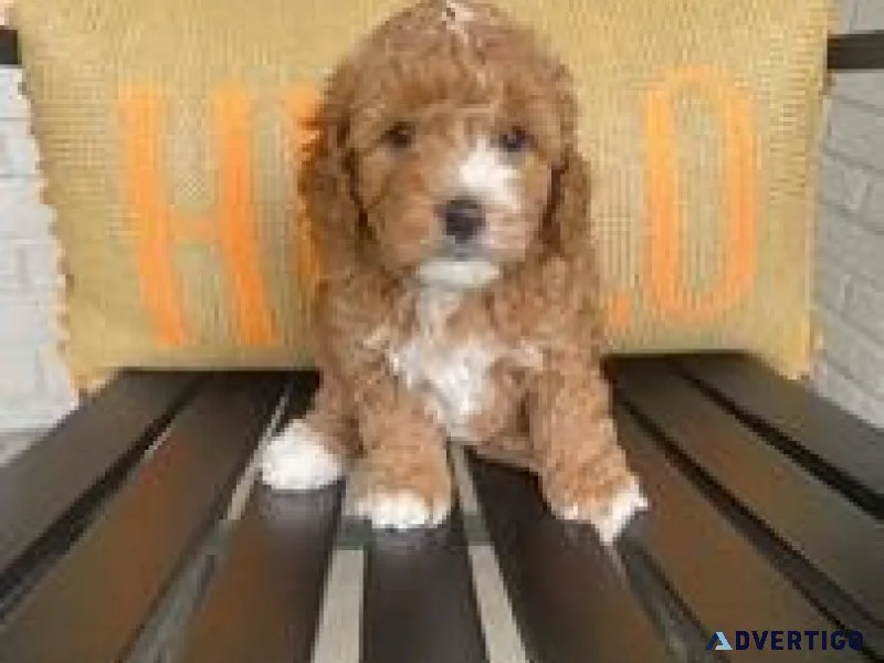 YTYTE Cavapoo Puppies For Sale