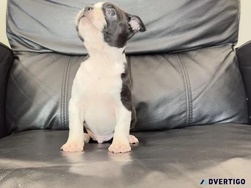 Frenchton FrenchieBoston