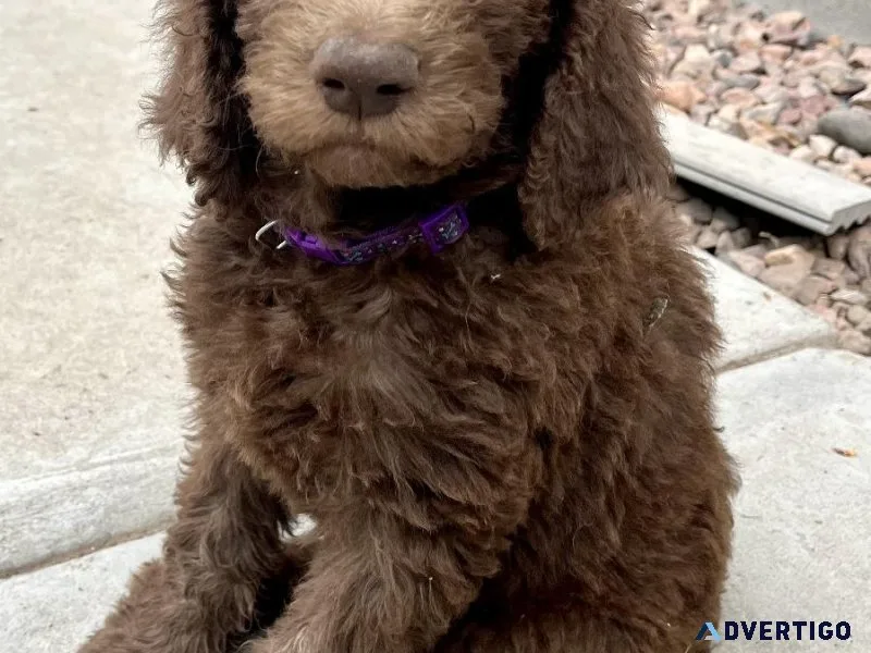 Gorgeous F1b Labradoodles 8 weeks