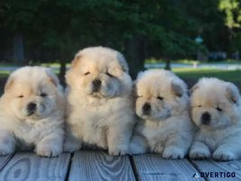 FDSF Chow Chow Puppies