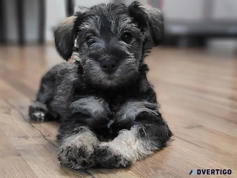CKC Miniature Schnauzer Puppies