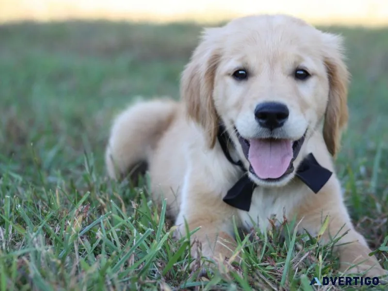 AKC Golden Retrievers-12 weeks old