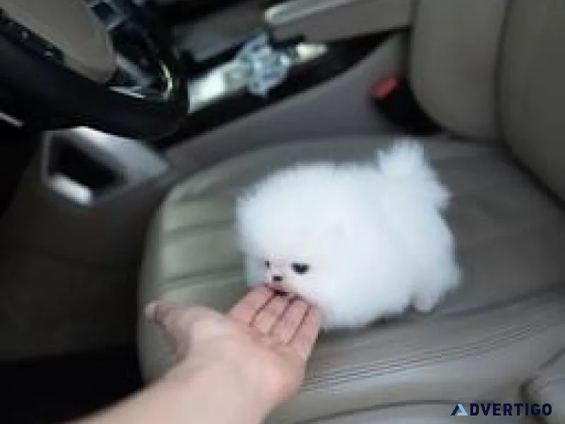 FFF BB Pomeranian puppies