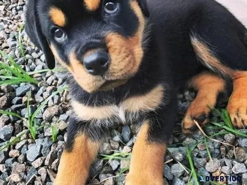 Open-minded Rottweiler puppies