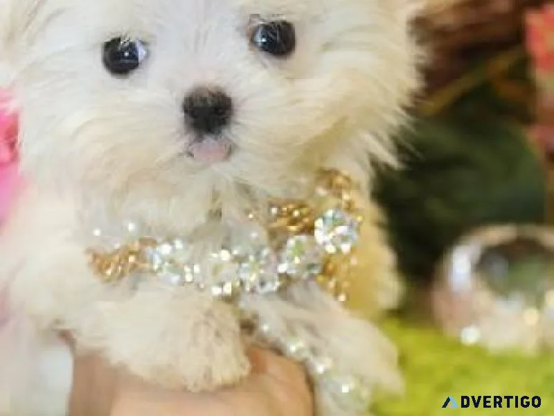 TOY MALTESE PUPS