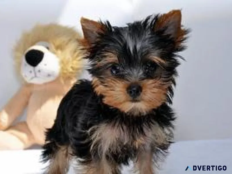 VVFD Yorkshire Terrier Puppies
