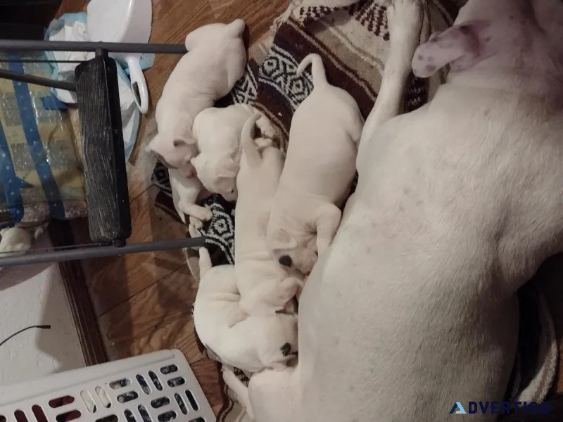 6 adorable blue nose bullie pups ready today