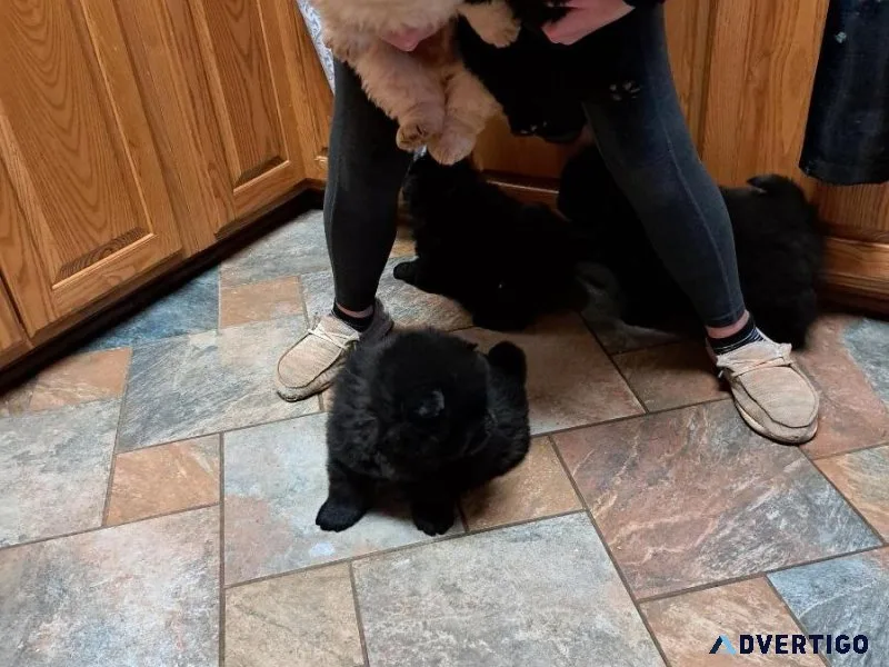 chow Pups