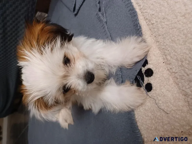 Rehoming shihtzu puppy