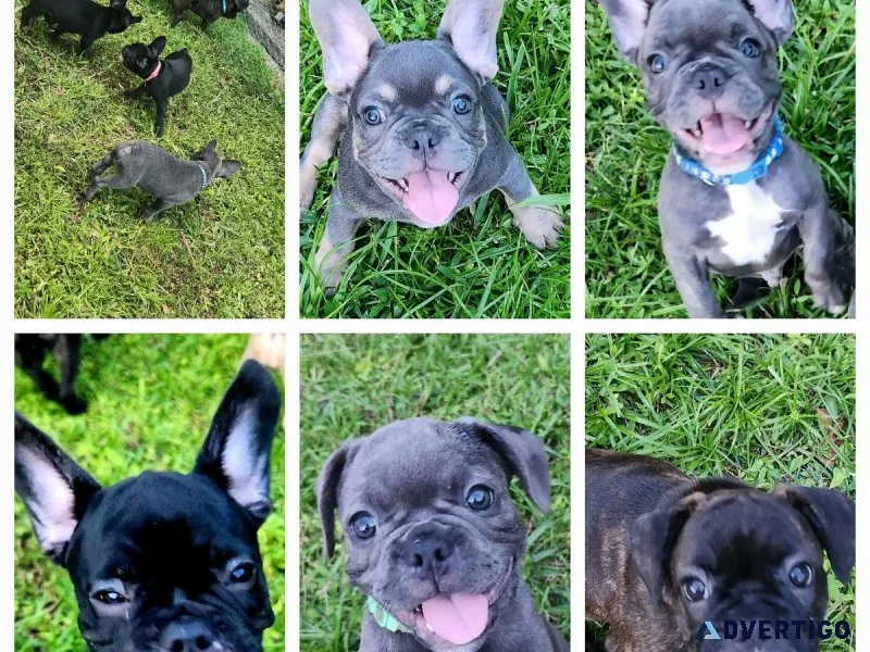 French Bulldog puppies for sale