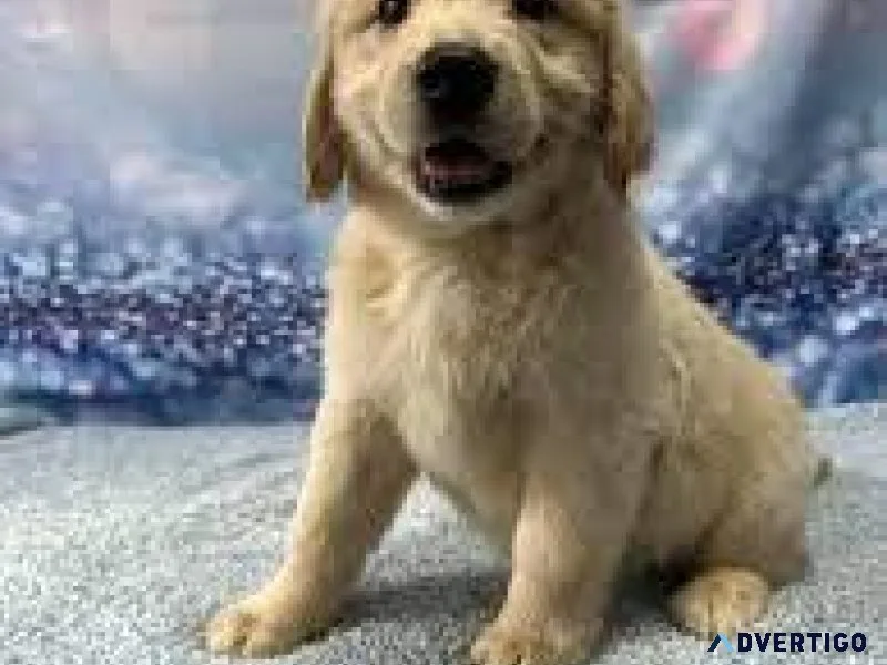 GOLDEN RETRIEVERS