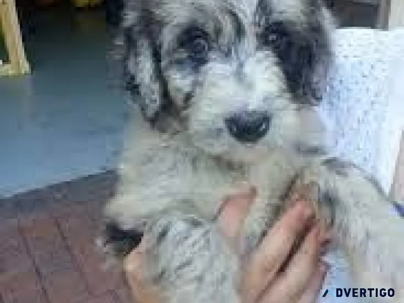 F1BB toy Aussiedoodles 2 left 