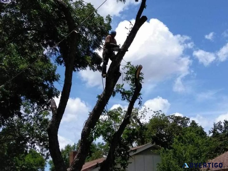FAMILY TREE SERVICE