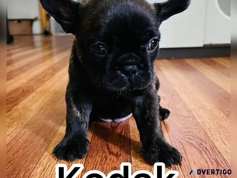 AKC brindle male French bulldog ready for new home