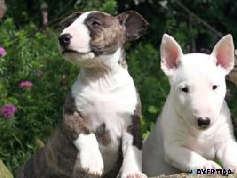 SDSA Beautiful English bull terrier