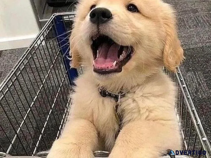 Open Golden retriever puppies available