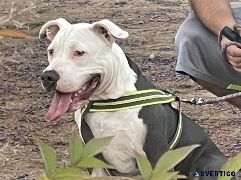 Free Tri Colored Pit bull