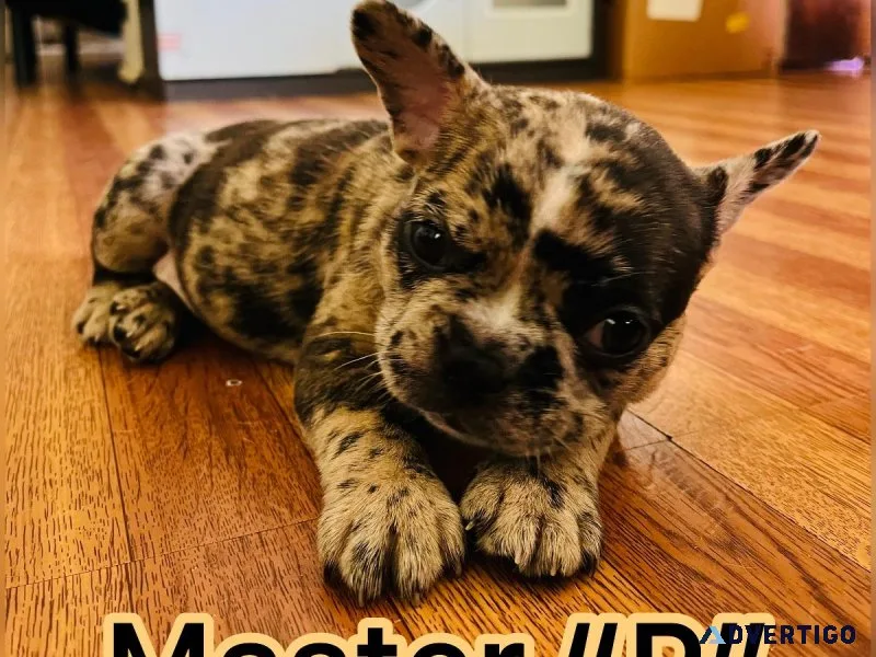 Chocolate Merle French Bulldog Ready Now