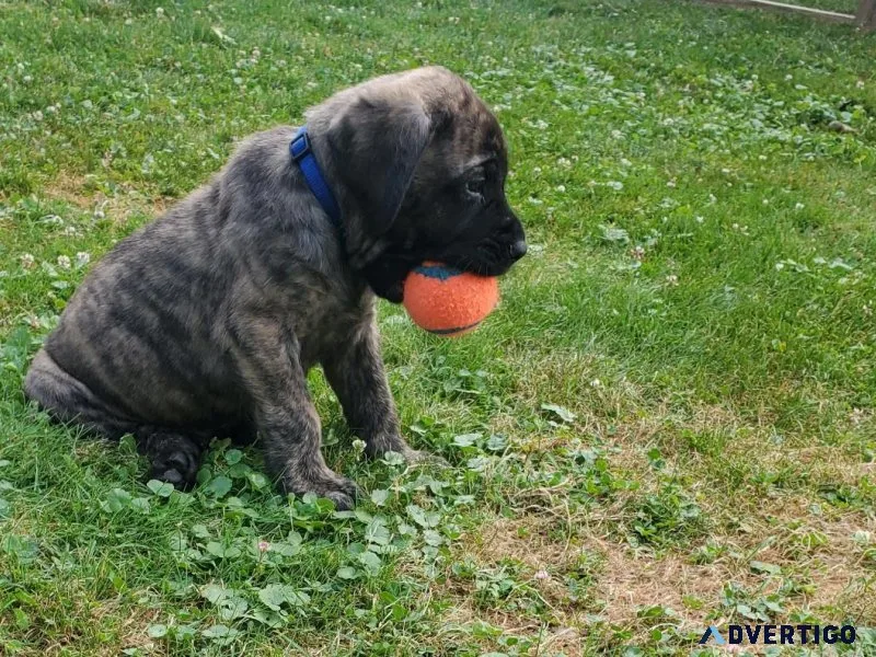 Akc English mastiff puppies