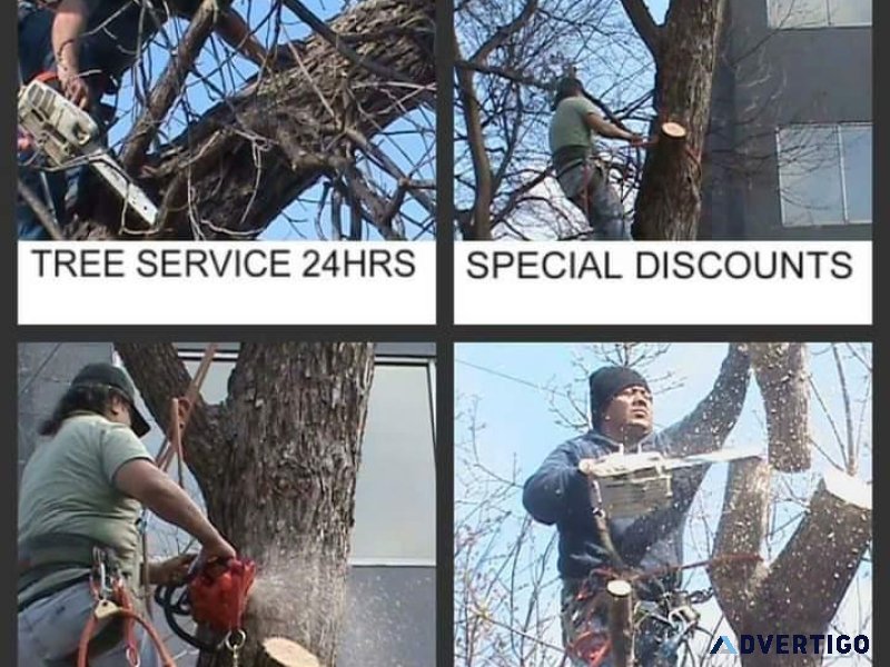 FAMILY TREE SERVICE