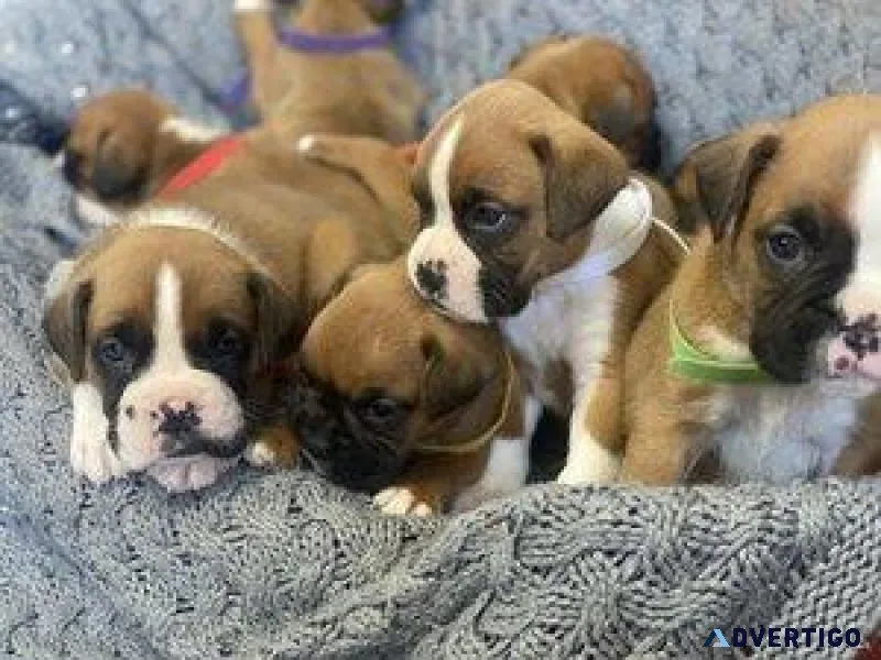 SSDSF Gorgeous Boxer Puppies