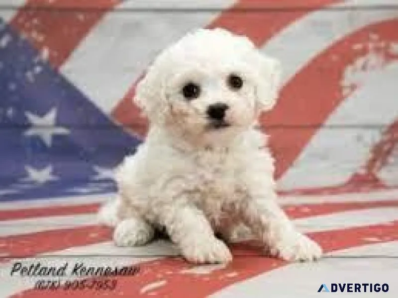 (Toy)Bichon frise puppies