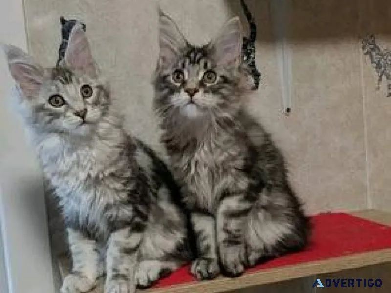 ffdhd Cute Mainecoon kitten
