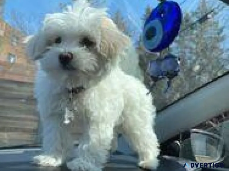 TYRTA maltese puppy online