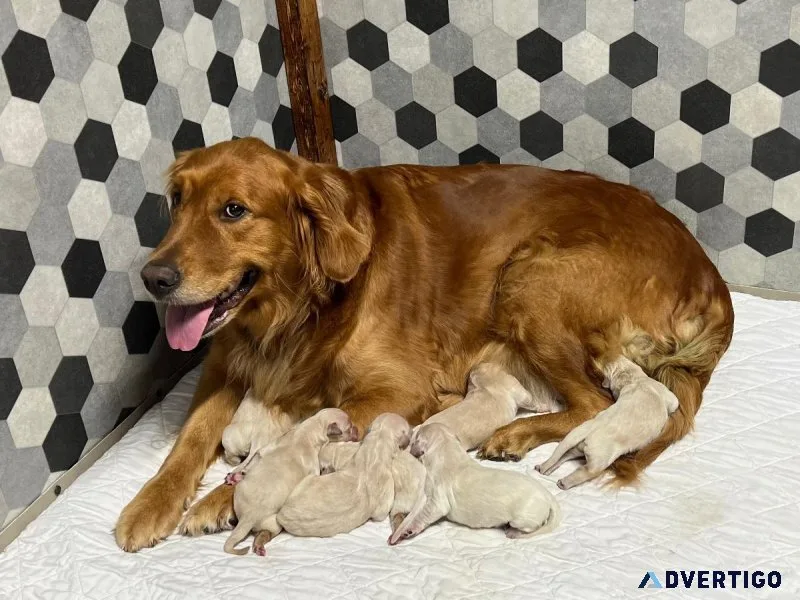 AKC Golden Retriever Puppies