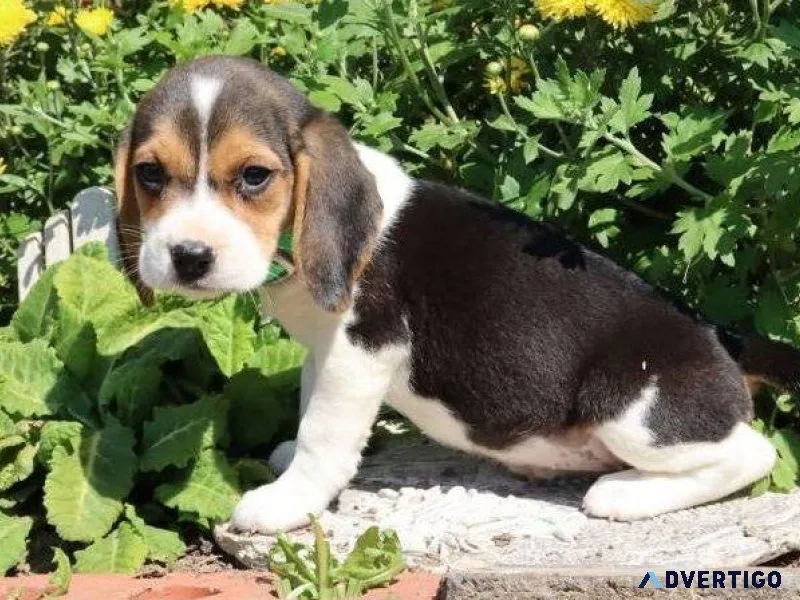 Pure bred Beagle Puppies