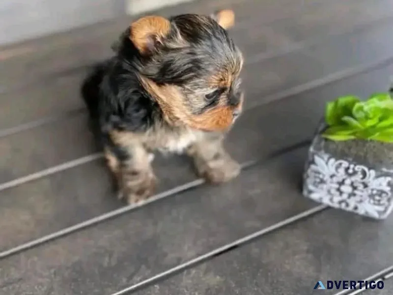 Yokie puppy for adoption