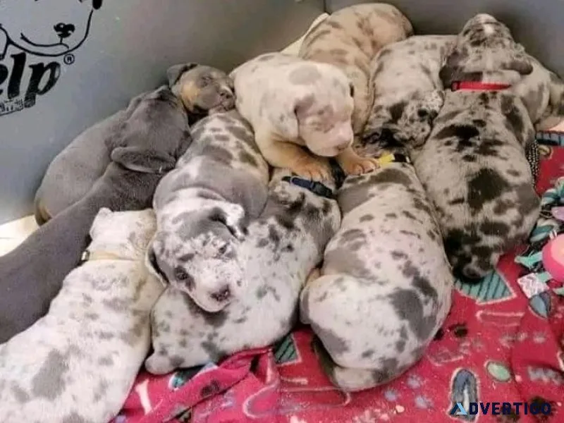 American bullies looking for new homes
