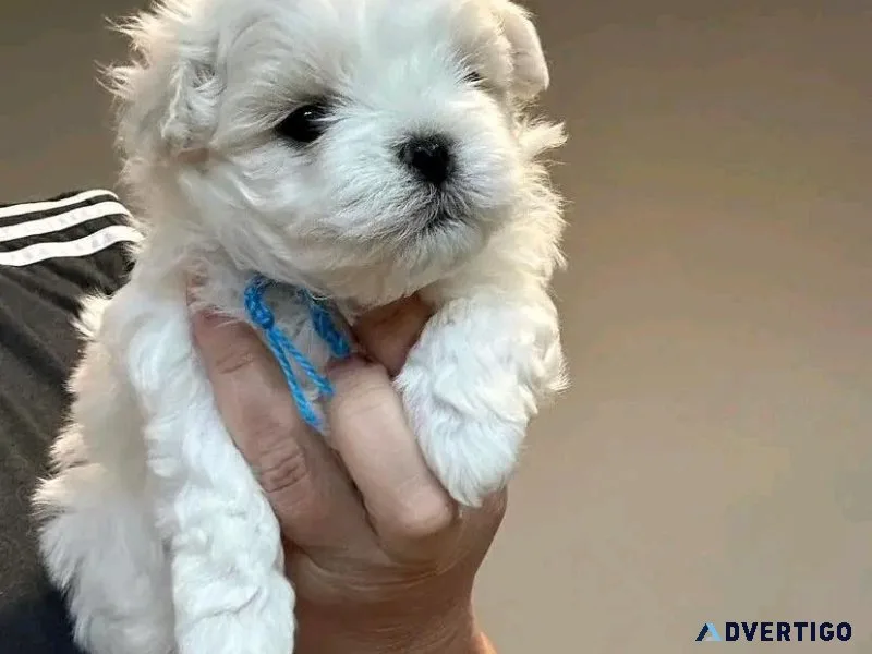 maltese puppy for adoption